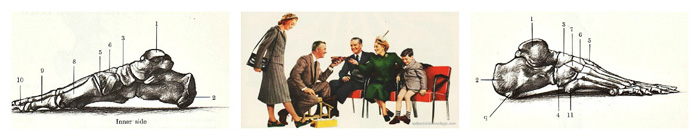 Foot Measurements anatomy of foot illustration