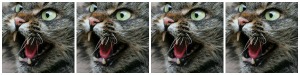 cat-angry-4