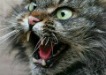 cat-angry-cats-75