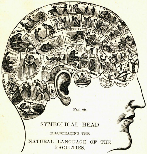 illustration of the brain
