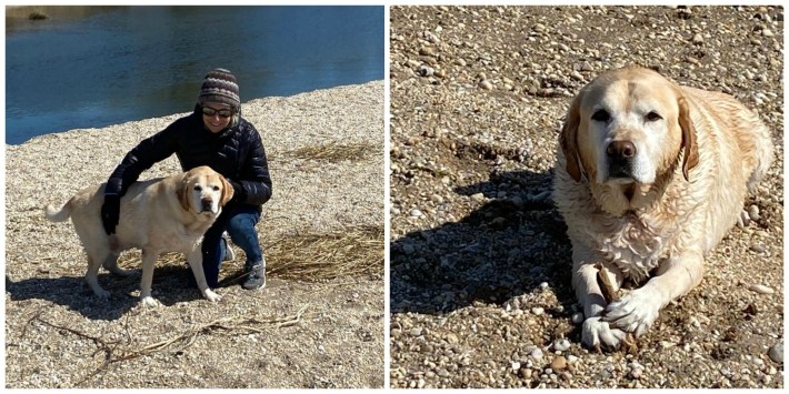 author at the beach with her dog