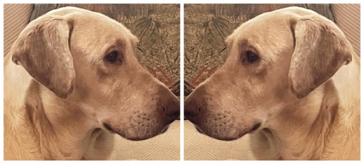 dog labrador retriever