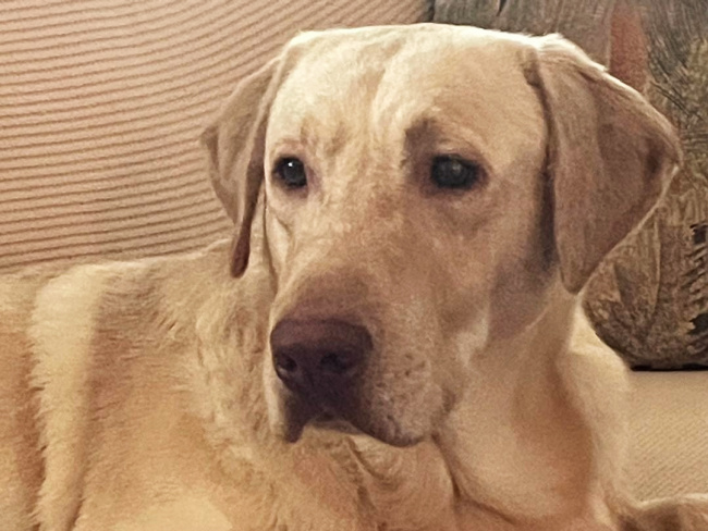 dog yellow Labrador retriever